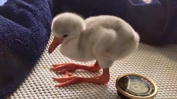 Seandainya kamu belum pernah melihat bayi flamingo, ternyata warna bulunya tidaklah bawaan lahir