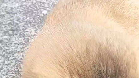 All the little dogs on the street bark “zouzouzou” without exception.