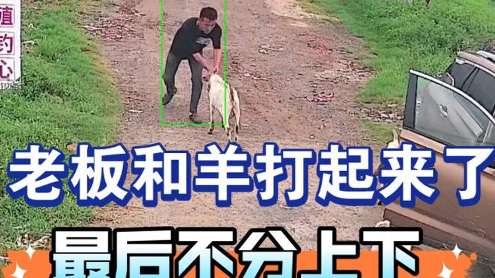 Ông chủ và con cừu đánh nhau, cuối cùng bất phân thắng bại!