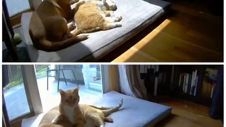 One quietly keeps you company as you sleep, while the other pouts and begs you to get up and go back