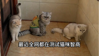 Kitten IQ Test