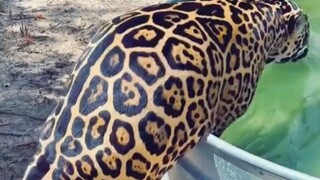 Three high fat cat enters the water