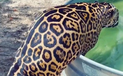 Tiga kucing gemuk tinggi masuk ke dalam air