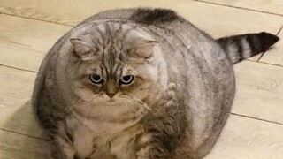 แมวอ้วง