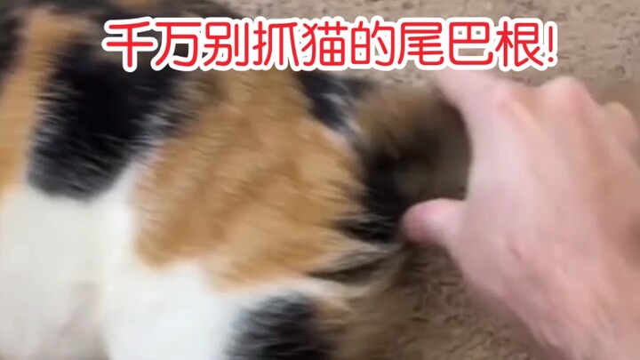 Đừng bao giờ nắm đuôi mèo ở phần gốc nhé! [Cảnh dở khóc dở cười của con người 241]