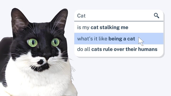 My Tuxedo Cat Answers The Web's Most Searched Questions