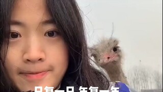 为了挣钱，我把青春献给了鸵鸟，8年鸵鸟养殖历程，成为up主这件事也是我万万没想到的