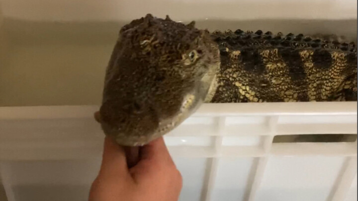 [Động vật]Cá sấu sẽ làm gì khi đói?