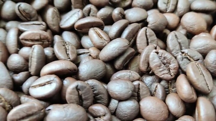 Hasil Roasting Kopi Luwak Asli