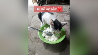 Cái gì bé ăn cũng được, chỉ cần đồ ăn thôi, cưng xỉu mèo cat meocute cungxiu