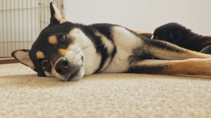 【Feeling Like Life Isn’t Worth Living】Is this the daily life of a Shiba Inu mom? There are way too m