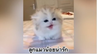 เพื่อนตัวน้อย สัตว์เลี้ยงแสนซน : ลูกแมวน้อยน่ารัก