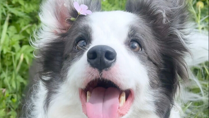 Teman, maukah kamu menjadi dombaku?