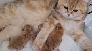 Trời ơi tao đẻ xong t mệt mún chết ó
