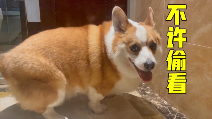 Corgi: As a well-bred dog, I’ll use the bathroom like a good boy even when staying at a hotel!