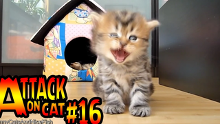 รวมพลแก๊งค์แมวฮ่า Attack on Cat ! 16 / ตอน ปีนได้ลงไม่ได้ พากย์นรก