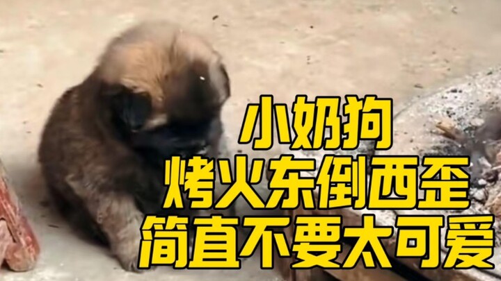 ลูกหมาตัวน้อยนั่งผิงไฟไป งีบไป เหล่าชาวเน็ตพากันแซวว่าเหมือนตอนฉันนั่งเรียนเลย～