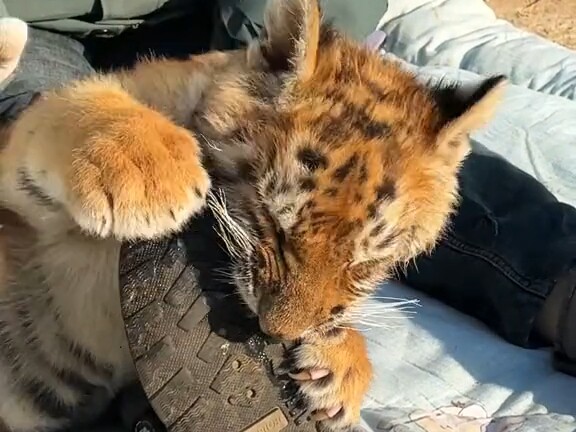 Sore yang nyaman, berjemur bersama si bulu kecil