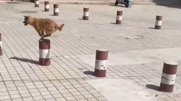 This puppy’s pole-jumping skills are smoother than a bite of Dove chocolate!