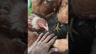 ไก่ไข่อายุ3เดือน