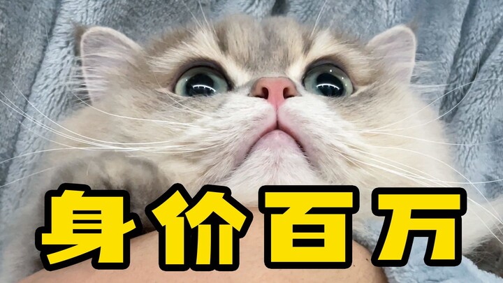 A Kitty from a Wealthy Family