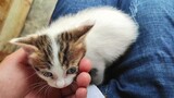 Menangkap anak kucing di depan induk kucing, kucing rakun tak berdaya