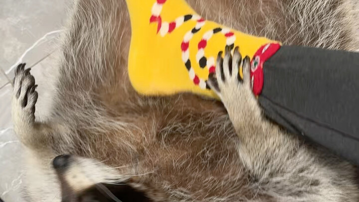 Gấu Lắc Lắc #Dự Án Ra Mắt Thú Cưng Dễ Thương #Gấu Rái Cá Nhỏ