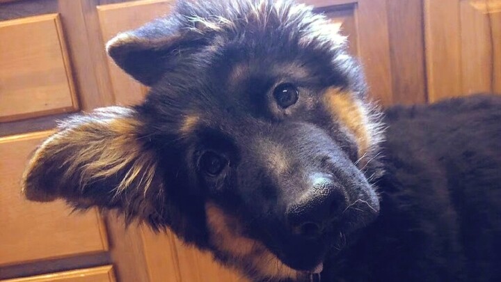 Police Dog Kindergarten