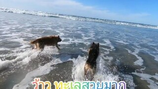 พี่หมาขับรถไปเล่นที่ชายหาด