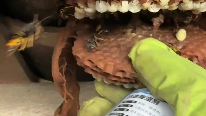 เพื่อนบ้านมีตัวต่อมาที่บ้าน ฮวนจื่อเลยชวนเขามาสัมผัสประสบการณ์ “น้ำแข็งกับไฟ” สองดินแดนที่ขัดแย้งกัน