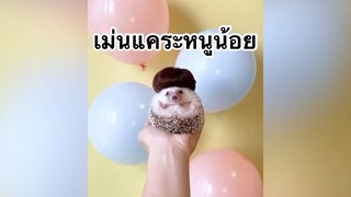 เม่นแคระหนูน้อย