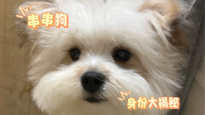 The backstory of this mixed-breed dog can’t be kept secret any longer…