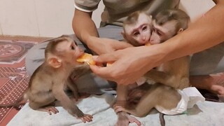 Dad Feed Orang Fruits For All Three Monkeys Lion, Liheang & Sono