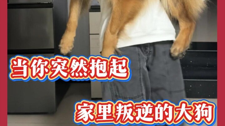 Ketika kamu tiba-tiba menggendong anjing besar yang bandel di rumah cr: German Shepherd Nini