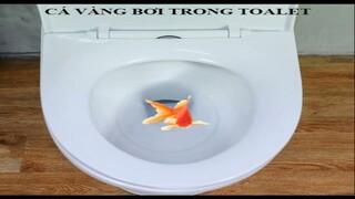 CÁ VÀNG BƠI FULL