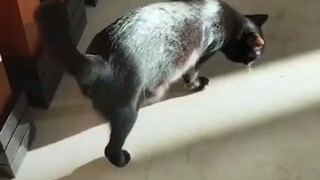 一只瘦到不成样子的小黑猫被收养后....