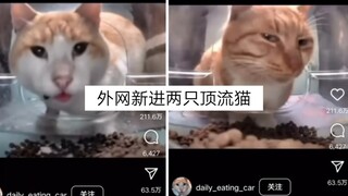 外网新进两只顶流猫