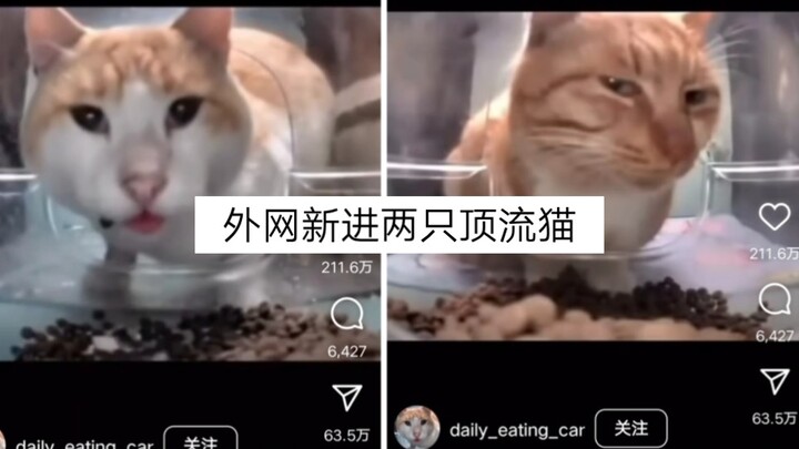 外网新进两只顶流猫