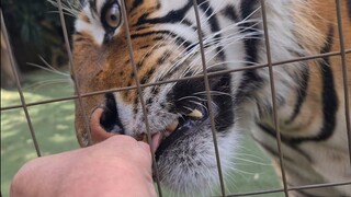 Tiger tasting pizza meat! and preventing cars from driving through wall!