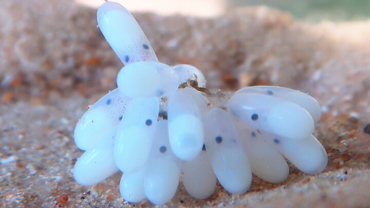 Ghi lại khoảnh khắc bạch tuộc sinh con: Quá trình bé bạch tuộc chui ra khỏi trứng và lớn lên thật kỳ