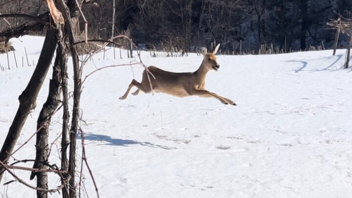 Don’t call me—let me fly for a bit first.