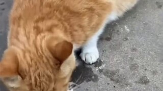 Beggar cat begging seriously