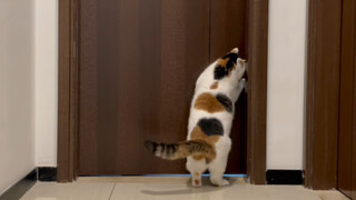โถส้วมของฉันตั้งแบบไร้ขอบเขต!