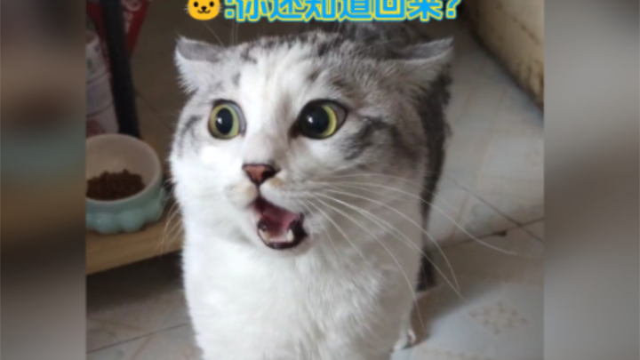 الهرّة الصغيرة غاضبة ولا يمكن تهدئتها بسهولة! الهرّة الصغيرة: سأقول لك، اليوم ما بقي إلا عدد قليل من