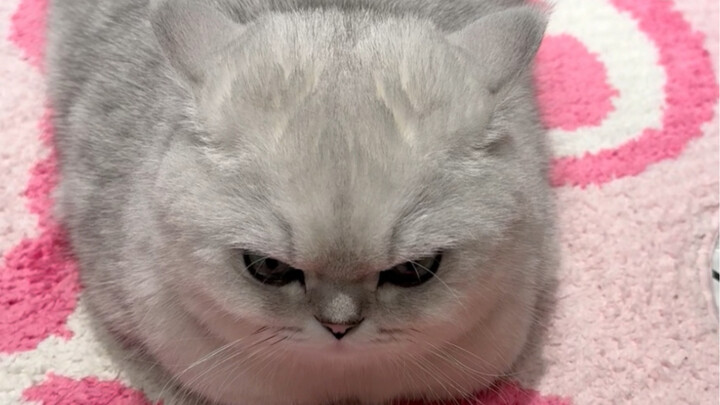 خُذْ هذِهِ أقراص اللحم الغاضبة!