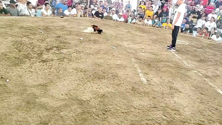 5cocks Sibalom Coliseum May 21 2025 1st figt