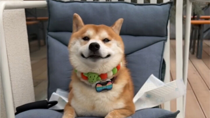 My 2022 Recap: A Year I Got By on Dogs