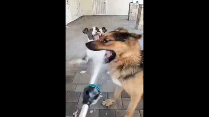 “Doggy’s hilarious water-play moments”
