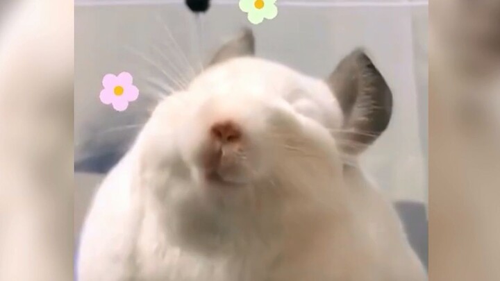 Kenapa dia bisa seimut ini! Lembut dan menggemaskan sampai pengen digetok…o(｀ω´*)o