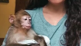 兽医小姐姐和她从动物园救回的小猴子，一起吃东西